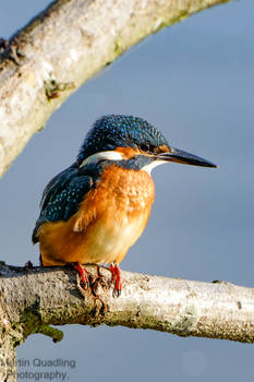 A Queen of Fishers.