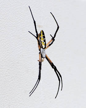 Yellow + Black Garden Spider 1