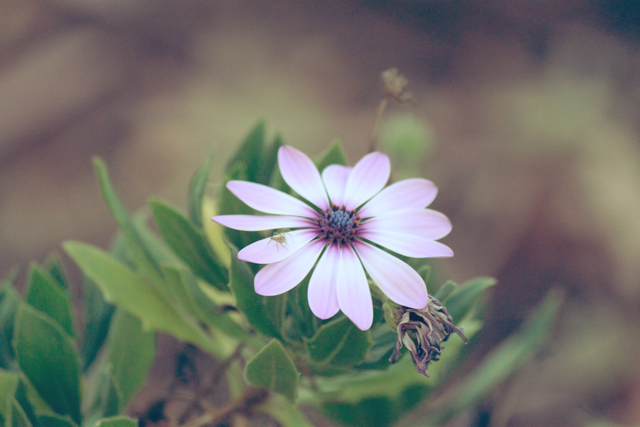 Spiders Flower Vacation