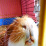 My Guinea Pig