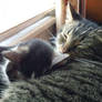 Brothers