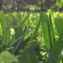 Grass