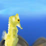 Seahorse