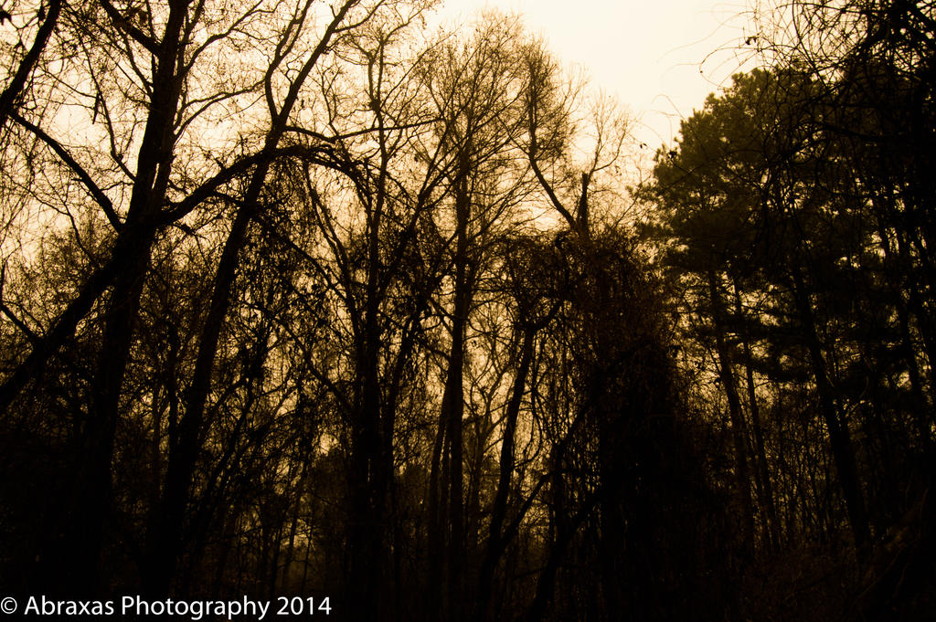 Desolation Woods 3 by Crescentdays on DeviantArt