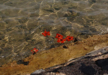 Water Hibiscus