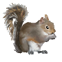 Mister Squirrel