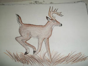 Whitetail buck