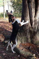 Treeing walker coonhound