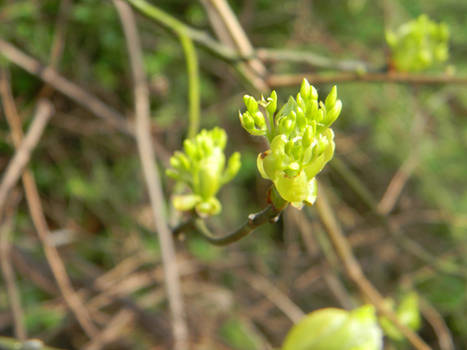 Budding Spring