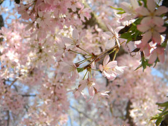 Cherry Blossoms