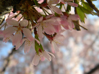 Shaded Pink