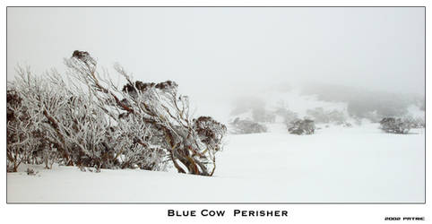 Blue Cow