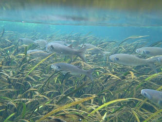 Mullet swimming away