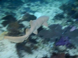 Nurse Shark