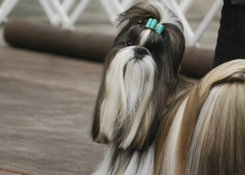 Shih Tzu