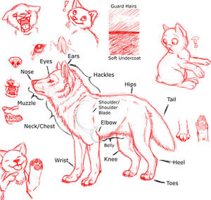 Wolf Anatomy
