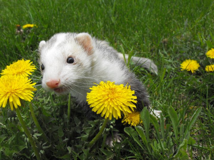 Chompers in The Dandelions