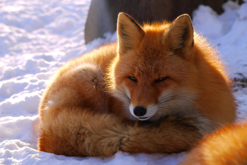 Foxes in the snow pt107