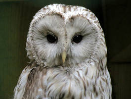 The Owl I