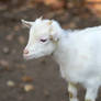 Small white goat