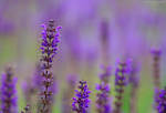 Depth of Violet III by NorthernLand