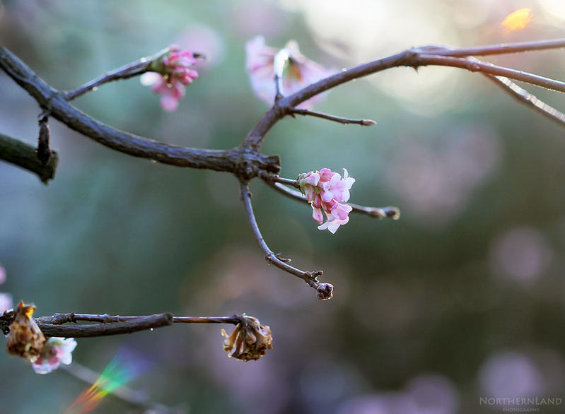 Pale pink