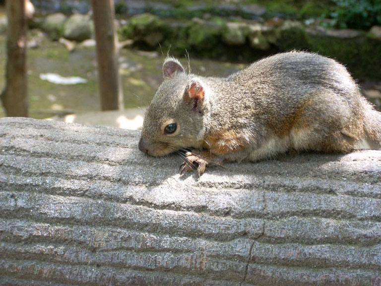 Sciurus lis