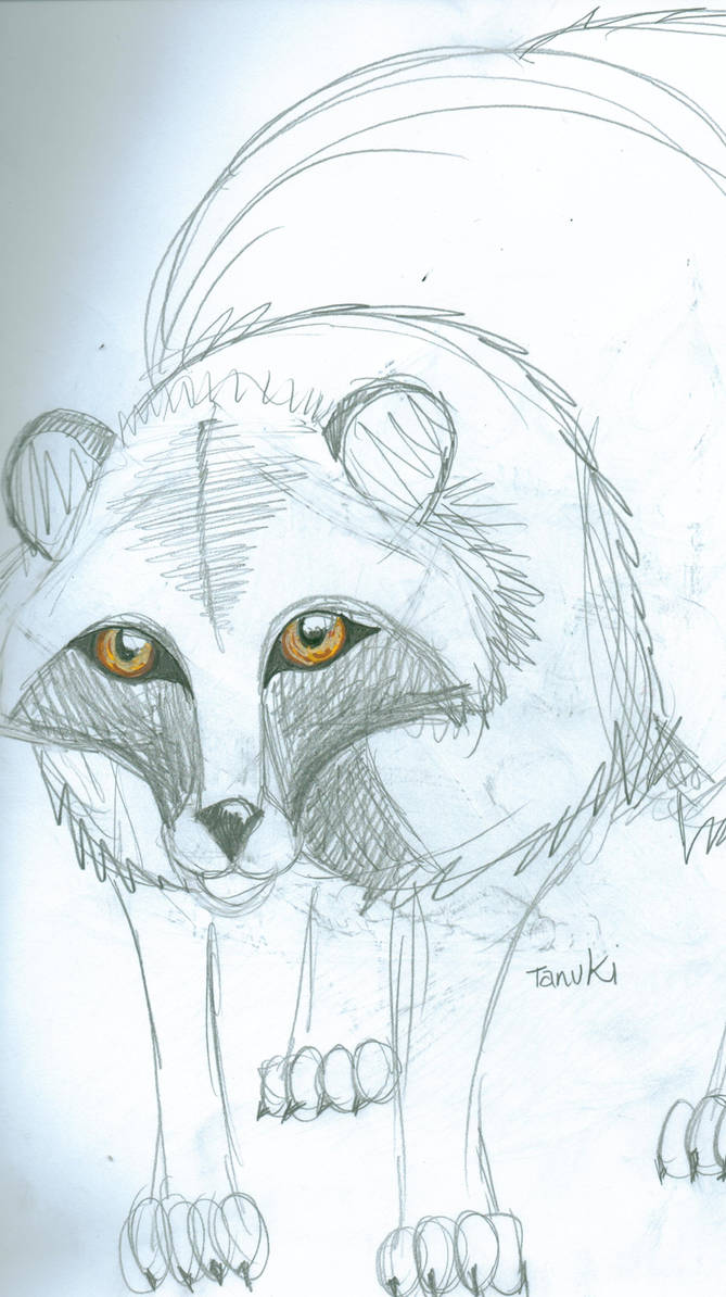 Canid Of The Month Newsletter -- Raccoon Dog by Underrated-Canids on