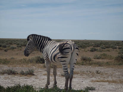 Lonely Zebra