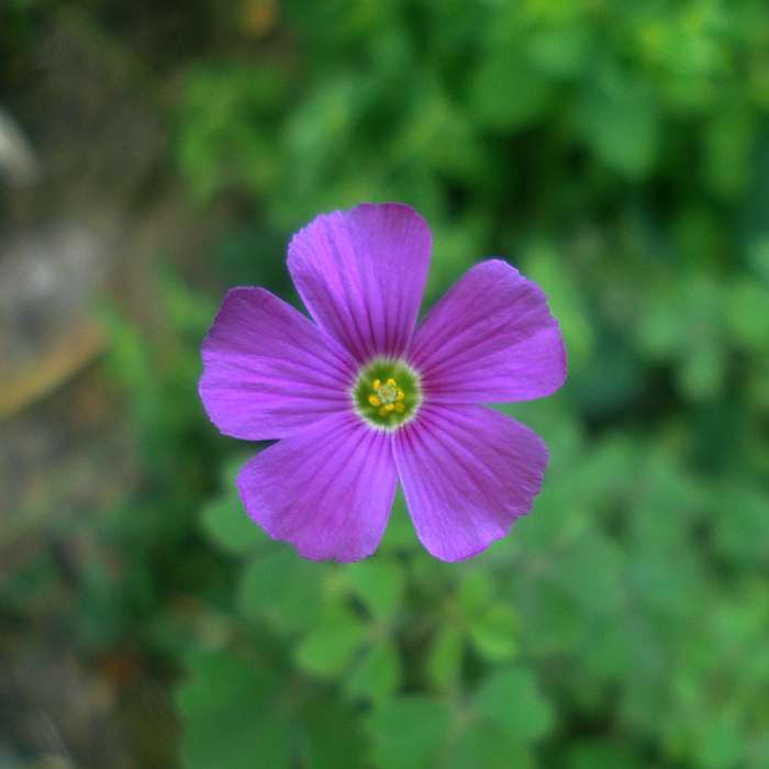 Flower III