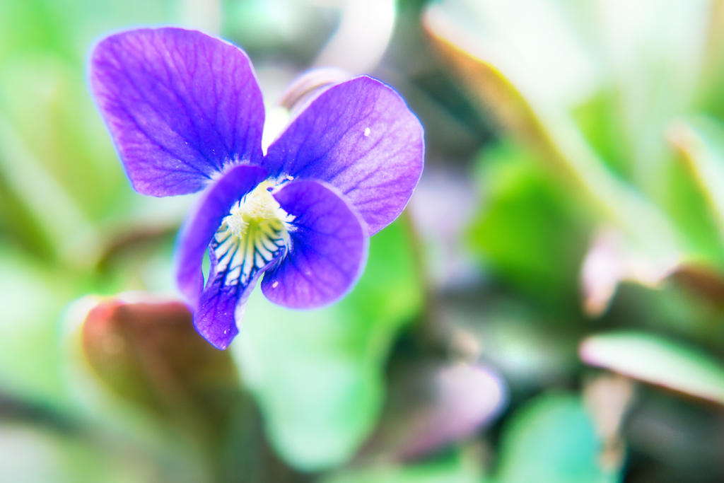 Viola sp.