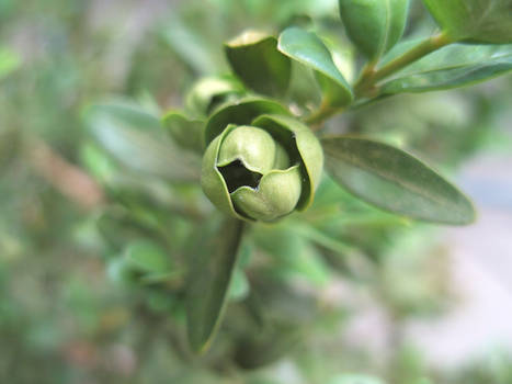 Buxus