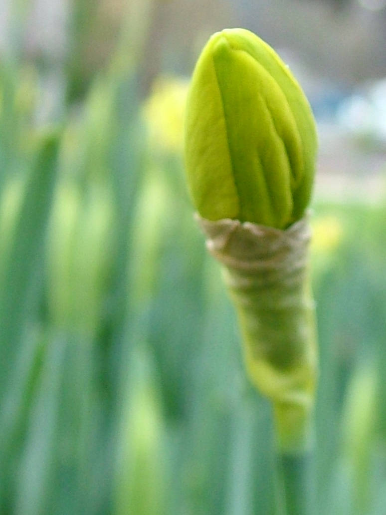 Spring Bud Single Single Bud by SamRuiz on DeviantArt