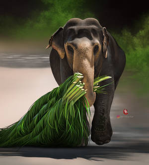 Asian elephant