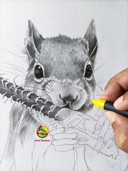 Squirrel wip...