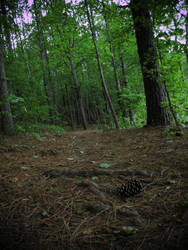 Pine Cone All Alone