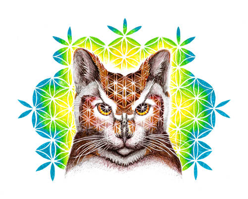 Psychedelic Cat Owl