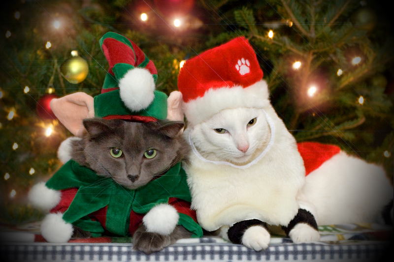 Christmas Cats