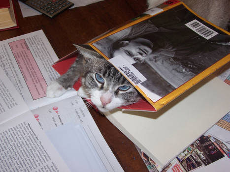 Who Says Cats Can't Read?