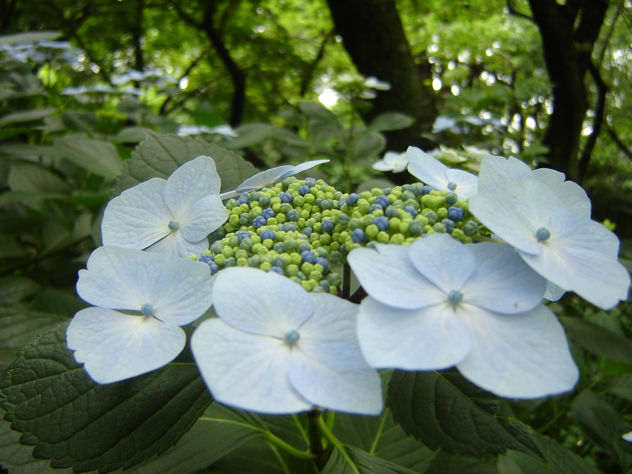 Imperial Flowers