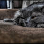 HDR Cat