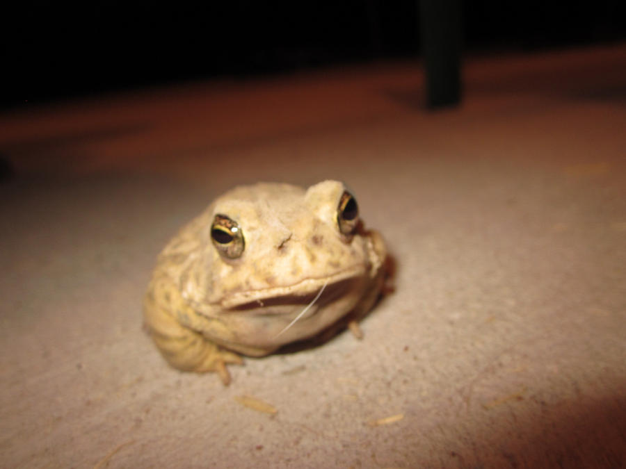 a surprised toad by GeckoCatcher on DeviantArt