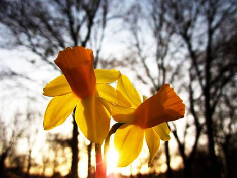 Daffodils in the dusk