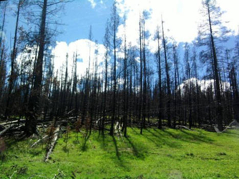 Yellowstone Dreams