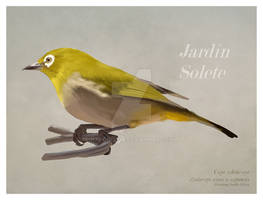 Cape white-eye