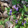 Purple wild flowers