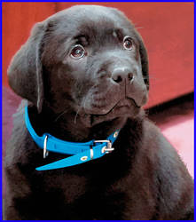 BLACK_LAB_PUPPY