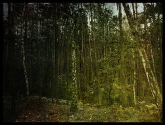 Forest3