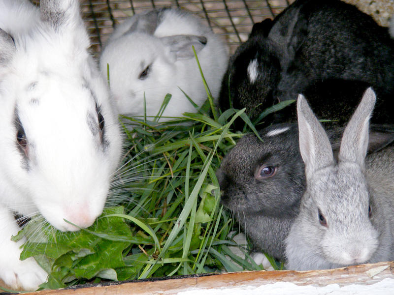 rabbit's family by Otamaru on DeviantArt