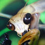 Praying Mantis, Detail Shot